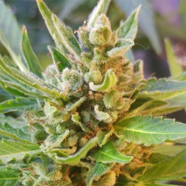 Семена конопли Auto Somango Feminised